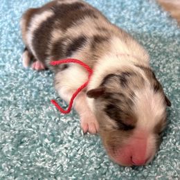 Girl 3 - Red merle Australian Shepherd puppy in Elizabeth City, North Carolina from Tk’s Kennels