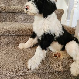 Sheepadoodle Puppies from Iroz doodles