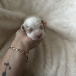 CKC Black Male - Red and white male Cockapoo puppy in Advance, North Carolina from Rome & Reign Farm