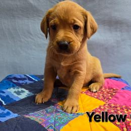 Girl 7 - Yellow female Labrador Retriever puppy in Potosi, Wisconsin from Point and Flush Gun Dogs