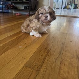 Gus Gus - Liver and white male Shih Tzu puppy in California from Jessica Diangson's Shih Tzus