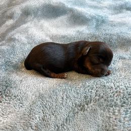 Rose - Black and tan female Yorkshire Terrier puppy in Smryna, Georgia from Owensons’ Kennel