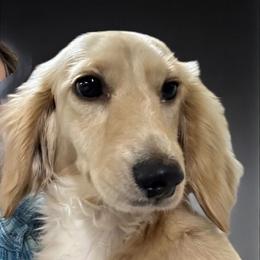Laci - Dachshund