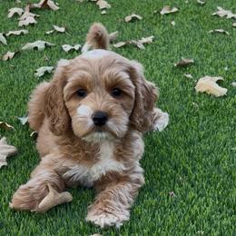 Splash - Gold female Australian Labradoodle puppy in Denton, Texas from Liberty Hill Labradoodles