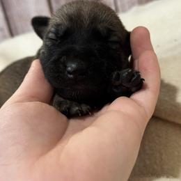 Girl 3 - Fawn female xDutch Shepherd puppy in Clarksville, Tennessee from Vuurhart Herders