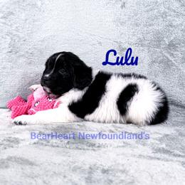 Lulu - White and black female Newfoundland puppy in Cortez, Colorado from Bear Heart Newfoundlands, LLC