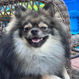 Peach - Pomeranian