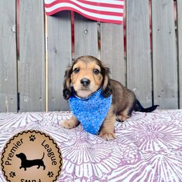 Dachshund Puppies from Premier League Paws