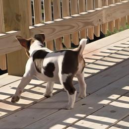 Kit kat - White, chocolate and tan male Rat Terrier puppy in Ft Smith, Arkansas from Live Wire Rat Terriers