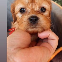 Reef - Red male Cavapoo puppy in Van Alstyne, Texas from Home Grown Puppies