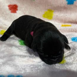 Hot Pink Collar N - Black female Cane Corso puppy in Paris, Texas from Knucklehead Cane Corso