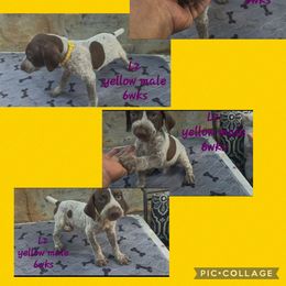 Boy 6 - Liver roan male German Shorthaired Pointer puppy in Dahlonega, Georgia from Pointer Mountain Bird Dogs