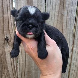 Ringo Starr - Blue Collar - Black and white male Shih Tzu puppy in Wymore, Nebraska from RVK Bulldogs & Shih-Tzus
