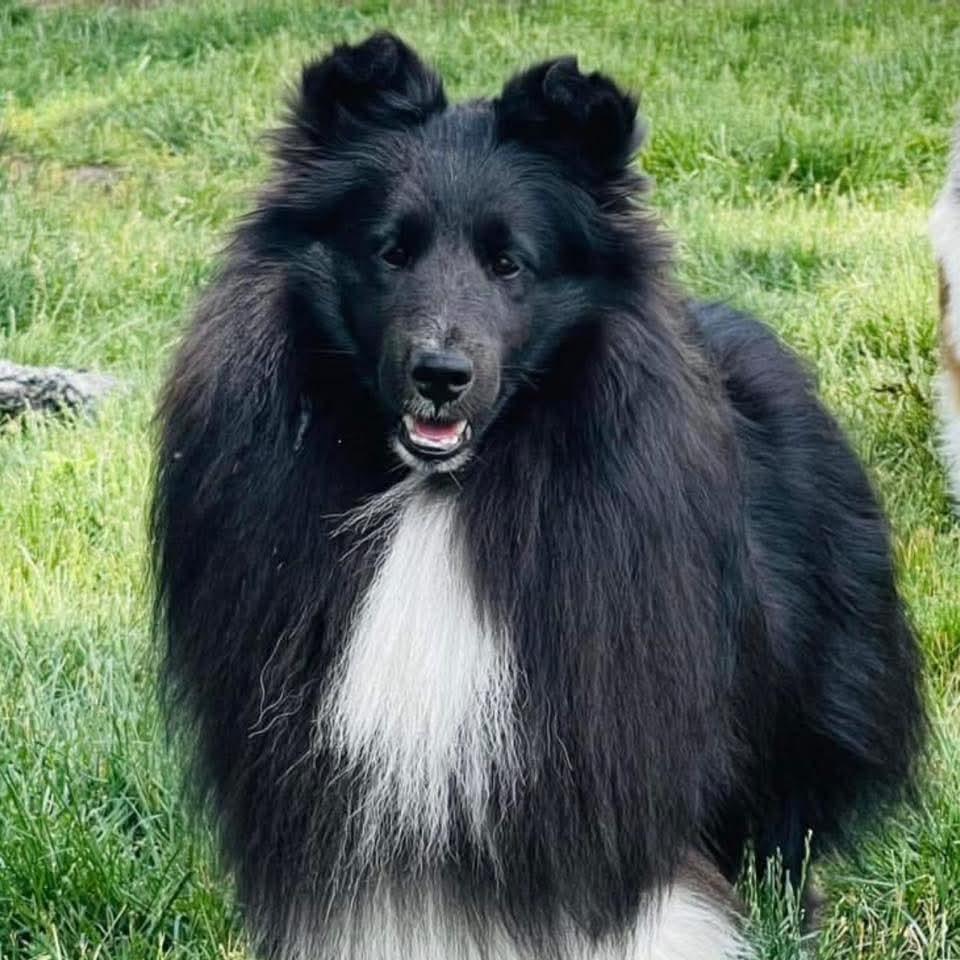 Kylo