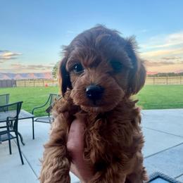 Brown - Red  male Goldendoodle puppy in Fruita Colorado, Colorado from Oodles of Teacup Doodles