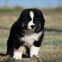 Oliver - Black tri male Miniature American Shepherd puppy in Snyder, Texas from RLA Miniature American Shepherds