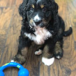Bernedoodle Puppies from Flat Creek Bernedoodles