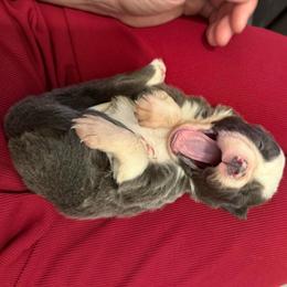 Medusa - Blue female Border Collie puppy in Grapeview, Washington from Athena’s Collies
