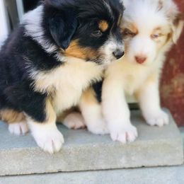Australian Shepherd Puppies from Midnight Sun Aussies