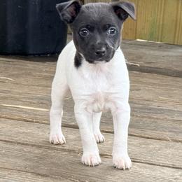 Magic - Black and white female Rat Terrier puppy in Booneville, Mississippi from Emerald Rat Terriers