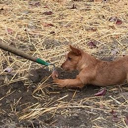 Australian Terrier Puppies from Firewalker Australian Terriers