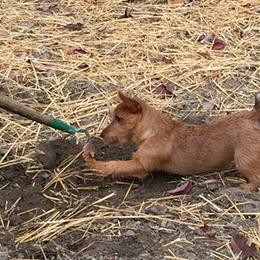 Australian Terrier Puppies from Firewalker Australian Terriers