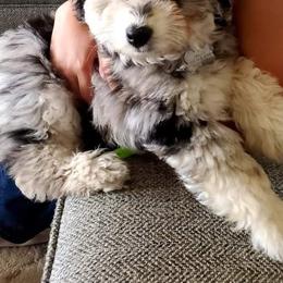 Aussiedoodle, Bernedoodle, and Goldendoodle Puppies from Johnson's Doodles