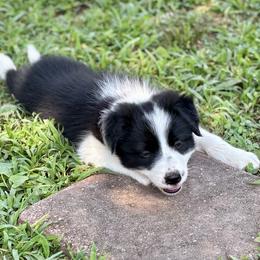 Ivy - Black and white female Border Collie puppy in S Chesterfield, Virginia from Dreams Come True