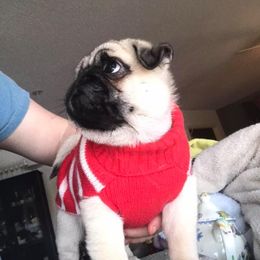 Pug Puppies from Pickwick Pugs