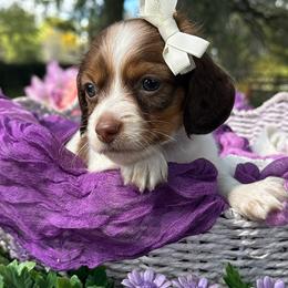 Mirabelle - Piebald female Dachshund puppy in Lakeland, Florida from Elite Doxies Florida