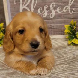 Dachshund puppies from Spinks Puppies