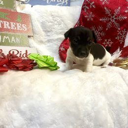 Border Collie and Jack Russell Terrier Puppies from CP FARMS BORDER COLLIES N JACKS CORP