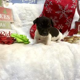 Border Collie and Jack Russell Terrier Puppies from CP FARMS BORDER COLLIES N JACKS CORP