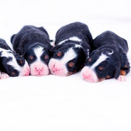 Bernedoodle puppies from Central Illinois Bernedoodles