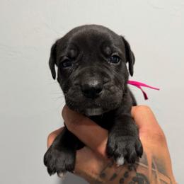 Female 2 - Black female Cane Corso puppy in Cashion, Oklahoma from APEXOK Cane Corsos LLC