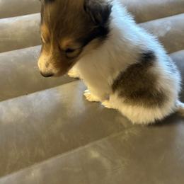 Lady - Sable female Collie puppy in Abilene, Texas from Regal Lassie's