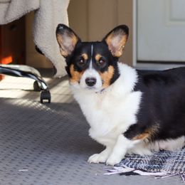 Clista - Pembroke Welsh Corgi