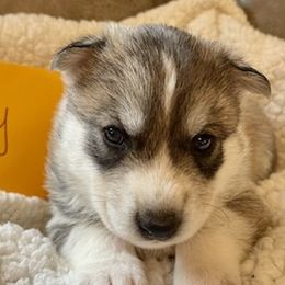 Siberian Huskies from Rachael Brown Siberian Huskies