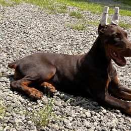 Doberman Pinscher Puppies from JM Dobermans