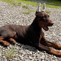 Doberman Pinscher Puppies from JM Dobermans