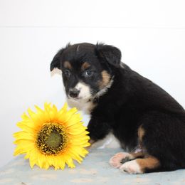 Jude - Black tri-color male Australian Shepherd puppy in Honey Brook, Pennsylvania from New Adventures Puppies
