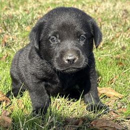 Green - Black male Labrador Retriever puppy in Kinta, Oklahoma from Beaver Creek Kennels