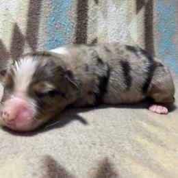Boy 2-Blue Merle - Blue merle male Australian Shepherd puppy in Mayfield, Kentucky from Hamilton Farms