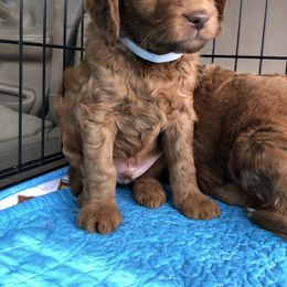 Goldendoodle Puppies from Penny Doodles