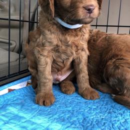Goldendoodle Puppies from Penny Doodles