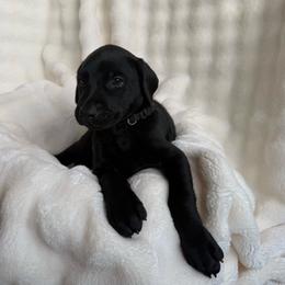 Ruger - Black and rust male Doberman Pinscher puppy in Brookfield, Wisconsin from Haus of Hound