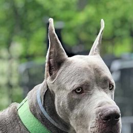 Great Dane All Grown Up from MommaDukes Danes