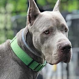 Great Dane All Grown Up from MommaDukes Danes