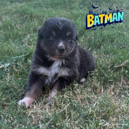 BATMAN-Black Tri Male - Black tri-color male Australian Shepherd puppy in Gainesville, Texas from Lady Luck Aussies