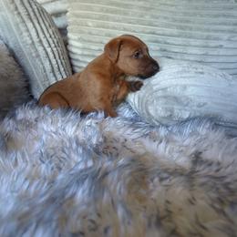 Green - Red male Irish Terrier puppy in Broadway, North Carolina from Detmore Kennels